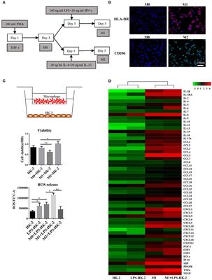 Csf2 Attenuated Sepsis-Induced Acute Kidney Injury by Promoting Alternative Macrophage Transition